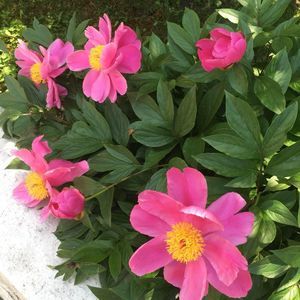 Meet your Posher, Lynne